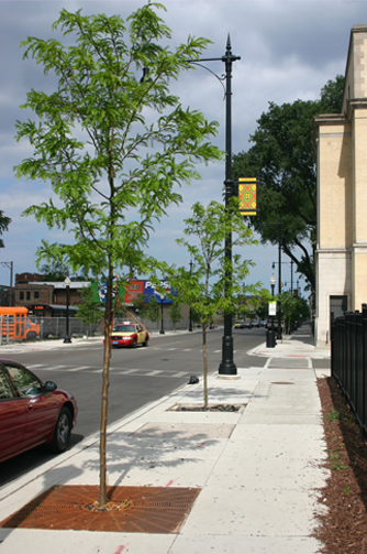 JRA_79th St Streetscape_Tree